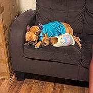 Clifford And Blaze is registered to the contest to win money with this photo: dog, sleeping, couch, brown_couch, outdoor, indoor, wooden_floor, dog_clothing, pet, relaxing, companion, nap, small_dog, large_dog, living_room, cardboard_box, floor, fur, resting, cozy