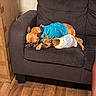 dog, sleeping, couch, brown_couch, outdoor, indoor, wooden_floor, dog_clothing, pet, relaxing, companion, nap, small_dog, large_dog, living_room, cardboard_box, floor, fur, resting, cozy