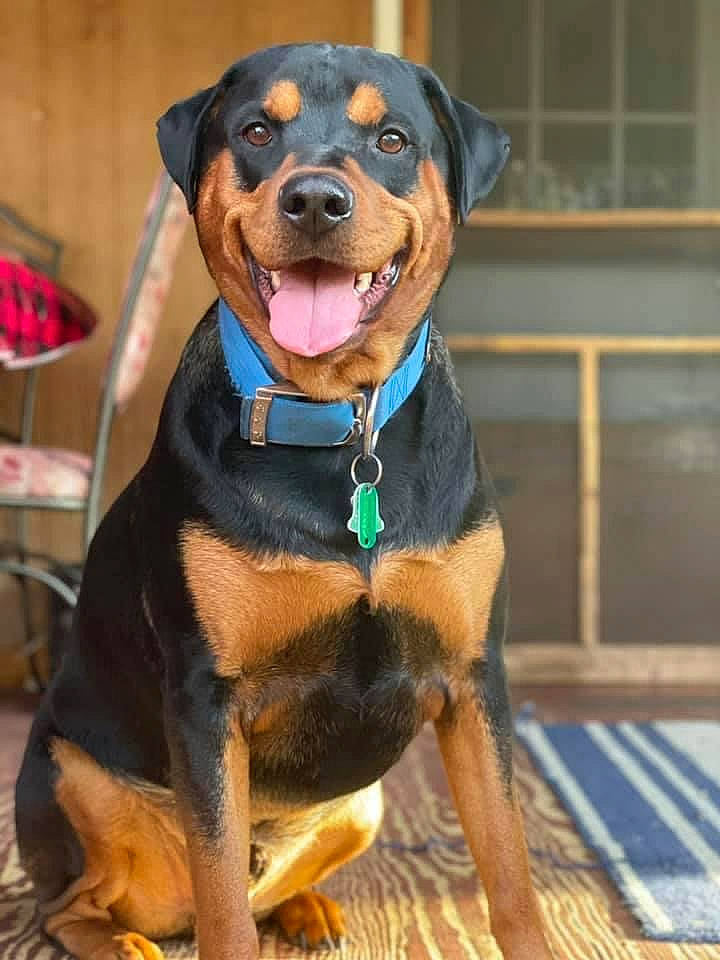 Dreambig joined the competition — help win amazing prizes! ball, carnivore, collar, companion_dog, dog, dog_breed, dog_collar, dog_supply, fawn, hat, hound, leash, liver, personal_protective_equipment, pet_supply, snout, sporting_group, whiskers, window, working_animal