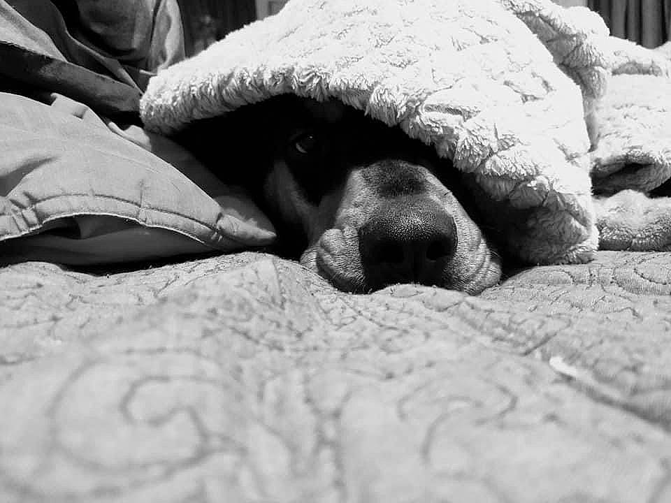 Dreambig joined the competition — help win amazing prizes! black, black_and_white, carnivore, close_up, comfort, companion_dog, dog, dog_breed, fawn, felidae, grey, human_leg, linens, monochrome, monochrome_photography, paw, snout, style, terrestrial_animal, white