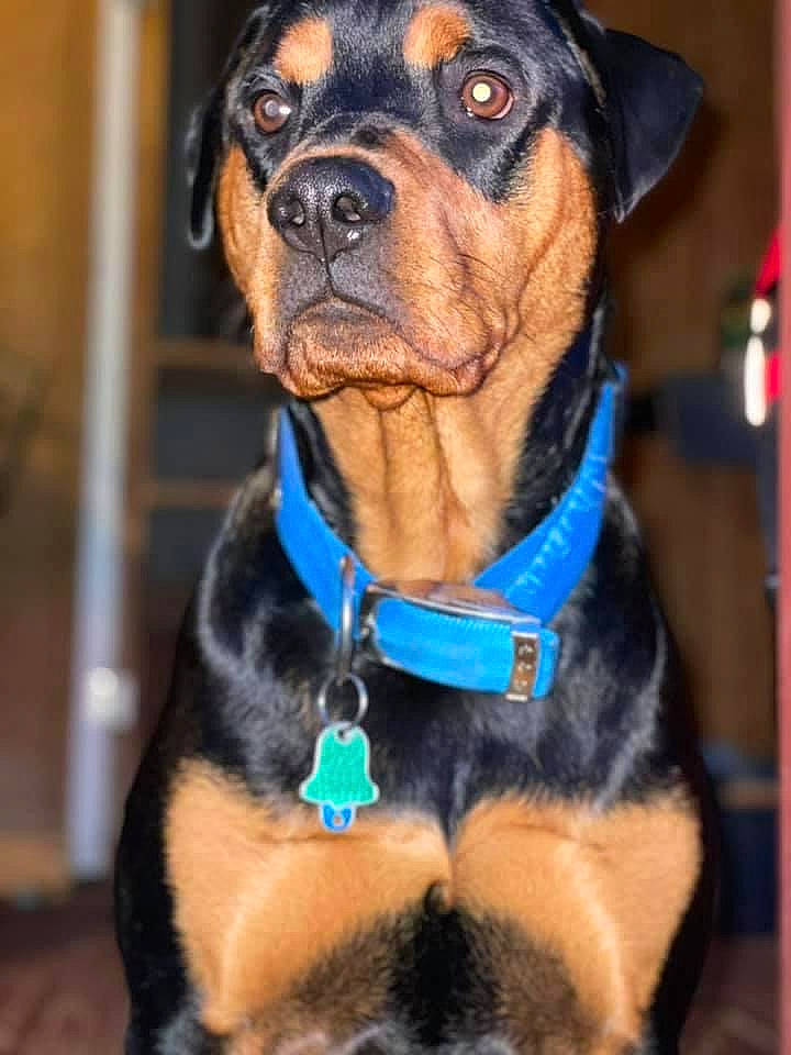 Dreambig is registered to the contest to win money with this photo: blue, canidae, carnivore, collar, companion_dog, dog, dog_breed, dog_collar, dog_supply, electric_blue, fawn, fur, liver, pet_supply, snout, sporting_group, whiskers, working_animal, working_dog