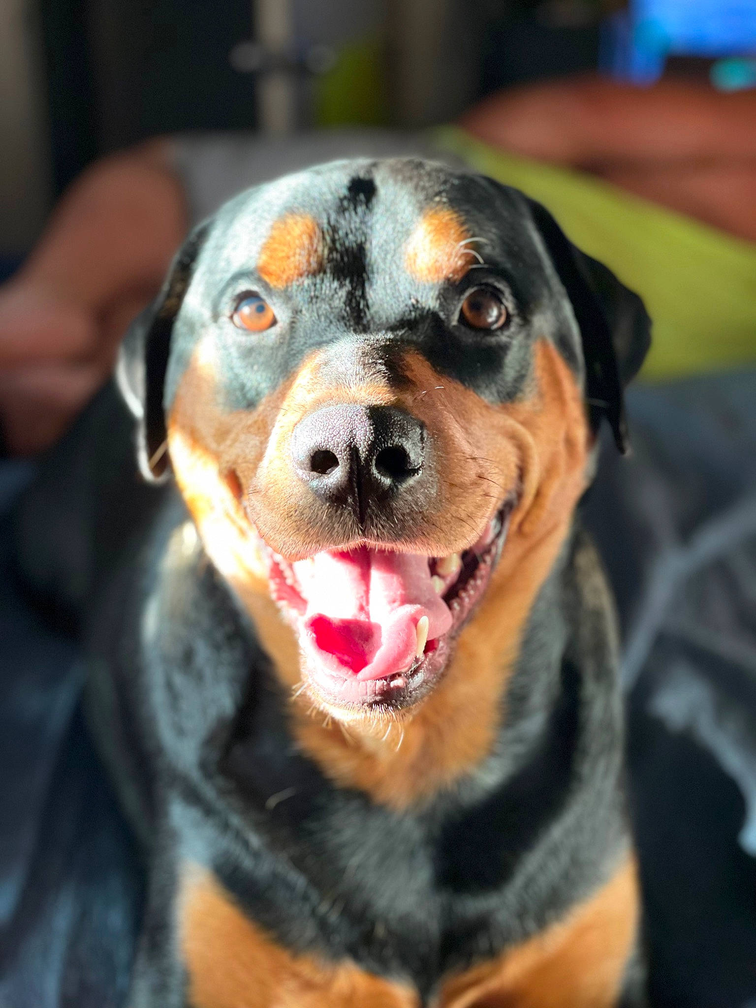 Dreambig is registered to the contest to win money with this photo: ancient_dog_breeds, canidae, carnivore, collar, companion_dog, dog, dog_breed, dog_collar, fawn, fur, guard_dog, leash, mammal, snout, sporting_group, toy_dog, vertebrate, whiskers, working_animal, working_dog