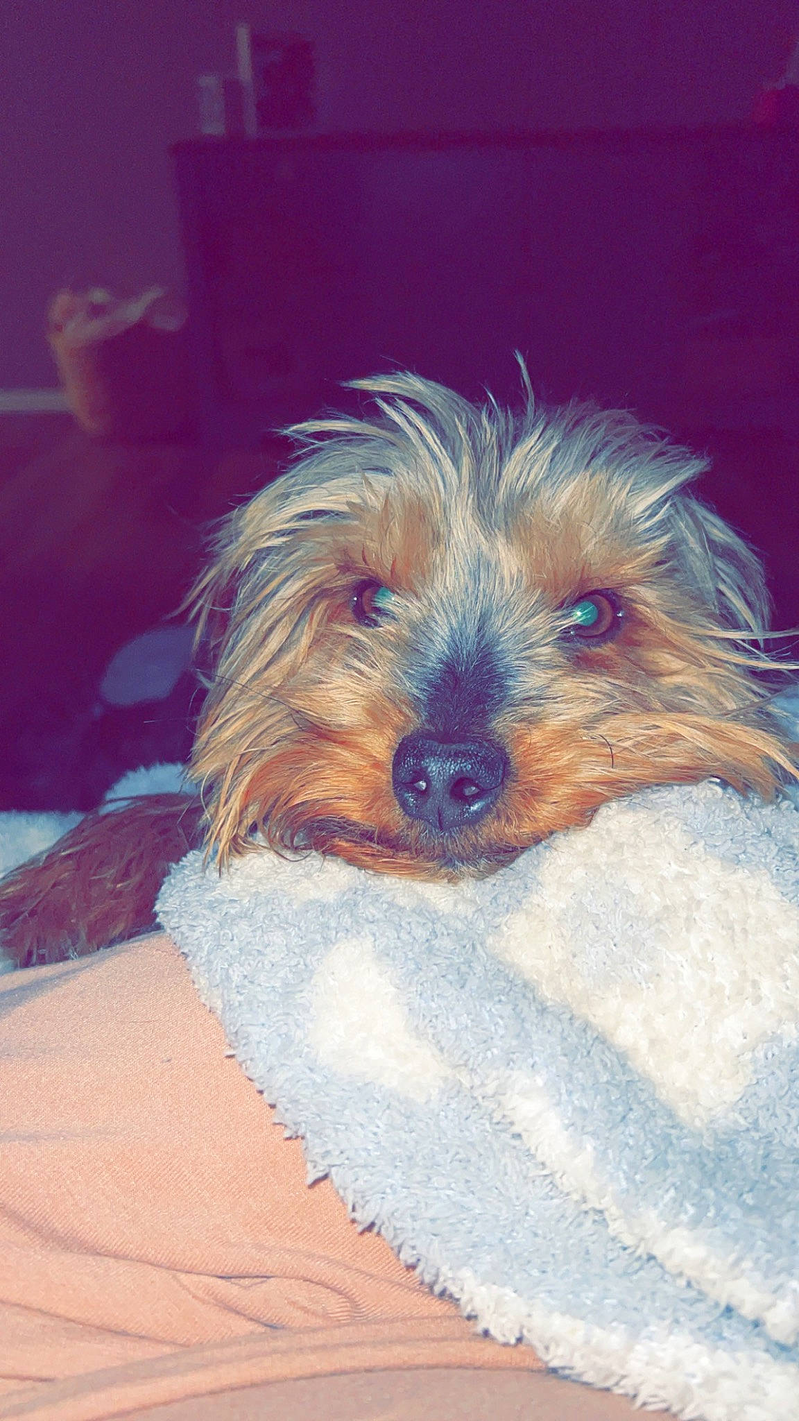 Finn is registered to the contest to win money with this photo: australian_terrier, biewer_terrier, canidae, carnivore, companion_dog, dog, dog_breed, dog_clothes, dog_supply, electric_blue, fur, maltepoo, small_terrier, snout, sporting_group, terrier, toy_dog, water_dog, working_animal, yorkipoo