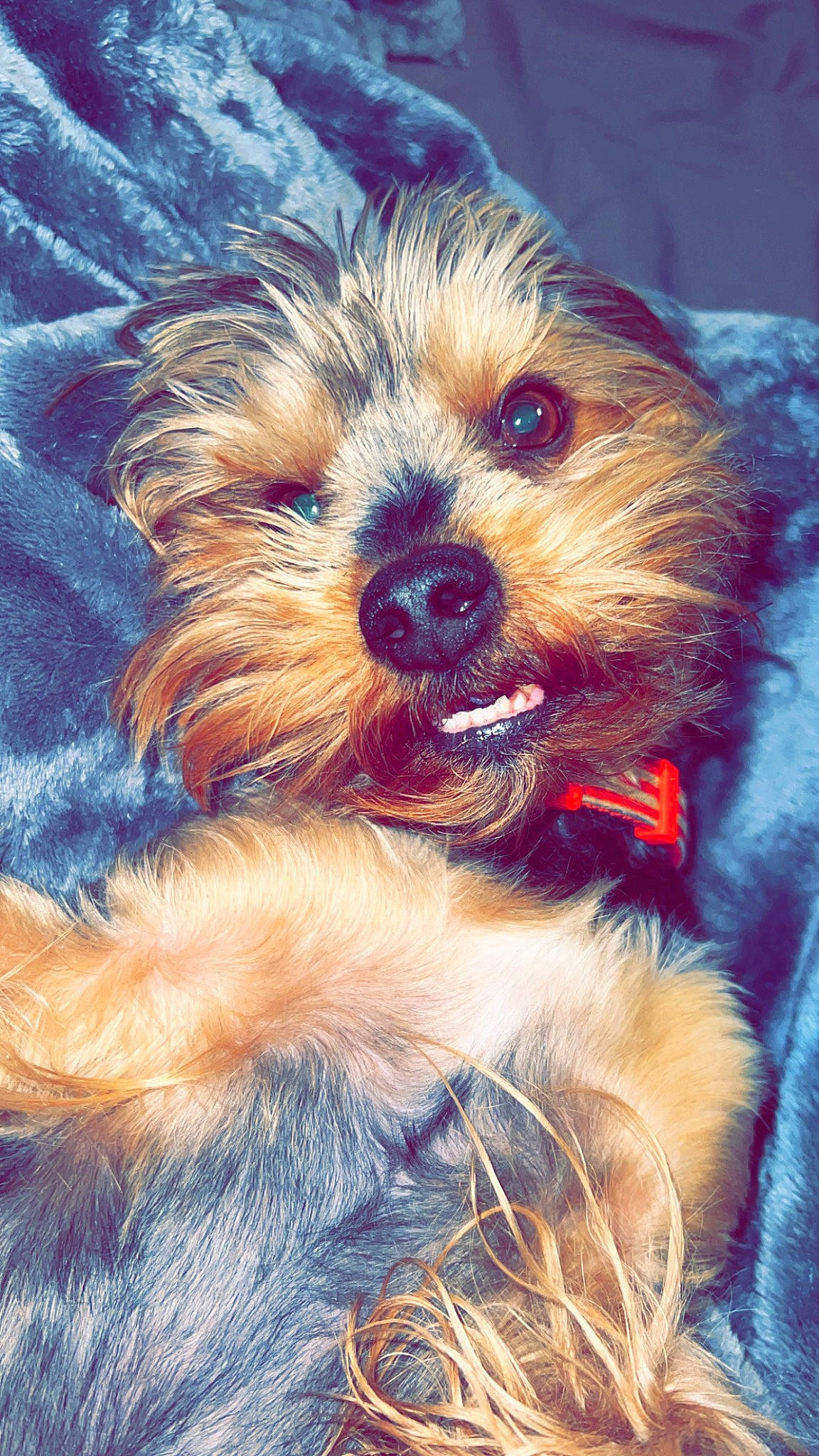 Finn is registered to the contest to win money with this photo: biewer_terrier, canidae, carnivore, companion_dog, dog, dog_breed, dog_clothes, dog_supply, electric_blue, fawn, fur, maltepoo, small_terrier, snout, sporting_group, terrier, toy_dog, water_dog, working_animal, yorkipoo