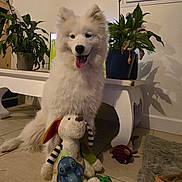 Akira participe au concours pour gagner de l'argent avec cette photo : dog, stuffed_toy, indoor, plant, floor, white_dog, smiling, pet, home, toy, furniture, carpet, window, decor, happy, animal, tongue_out, cute, floor_tile, cozy