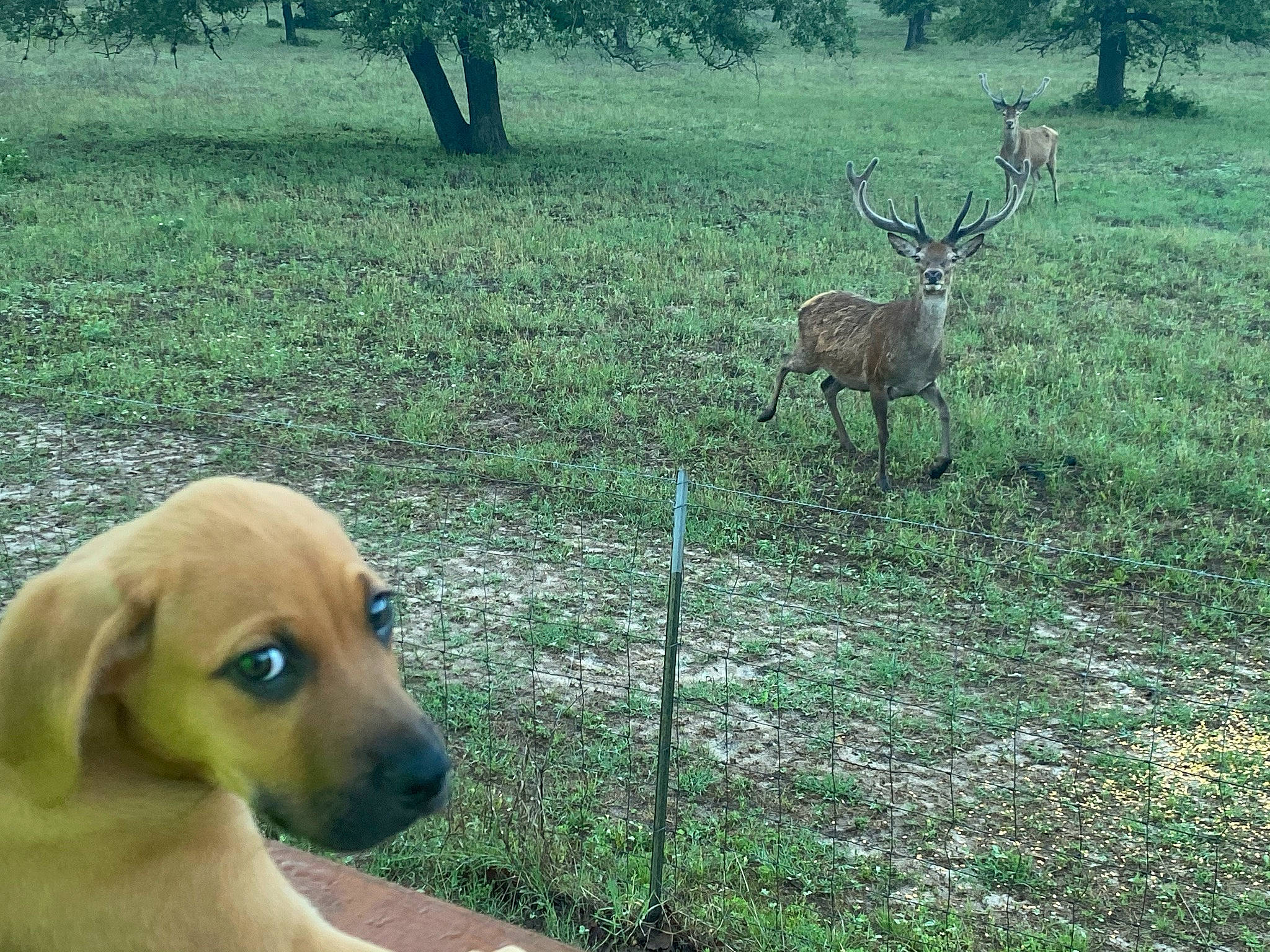 Kella joined the competition — help win amazing prizes! carnivore, companion_dog, deer, dog, dog_breed, fawn, grass, grassland, groundcover, horn, mammal, natural_landscape, natural_material, plant, sporting_group, tail, terrestrial_animal, tree, vertebrate, working_animal