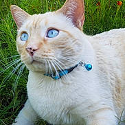 Elton is registered to the contest to win money with this photo: cat, blue_eyes, collar, bell, cream_fur, grass, flowers, orange_flowers, outdoor, pet, animal, whiskers, nature, greenery, close_up, curious, feline, paws, garden, daylight
