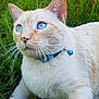 cat, blue_eyes, collar, bell, cream_fur, grass, flowers, orange_flowers, outdoor, pet, animal, whiskers, nature, greenery, close_up, curious, feline, paws, garden, daylight