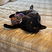 Church joined the competition — help win amazing prizes! animal, bed, black_cat, blanket, cat, cozy, domestic, feline, fur, home, indoor, light, paw, pet, playful, relaxing, resting, toy, window, yarn