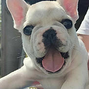 Winston participe au concours pour gagner de l'argent avec cette photo : animal, boxer, bulldog, canine, dog, frenchbulldog, pet, pitbull, puppy, whitedog