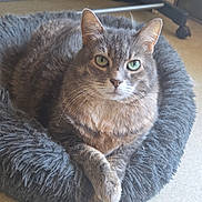 Chipie a rejoint le concours — aidez-le/la à gagner de superbes lots ! animal, calm, cat, crossed_paws, cute, domestic_cat, ears, feline, floor, fluffy, fur, gray_tabby, green_eyes, indoor, looking_at_camera, pet_bed, relaxed, resting, soft_bed, whiskers