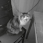 Arkana participe au concours pour gagner de l'argent avec cette photo : animal, black_and_white, candid, cat, chair, cute, domestic, expression, feline, fluffy, furniture, furry, household, indoor, meowing, pet, room, sitting, table, wooden_chair