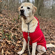 Yellow a rejoint le concours — aidez-le/la à gagner de superbes lots ! dog, labrador, yellow_labrador, pet, animal, outdoor, forest, woodland, autumn, fallen_leaves, red_shirt, clothing, leash, collar, sitting, portrait, cream_fur, brown_background, nature, daylight