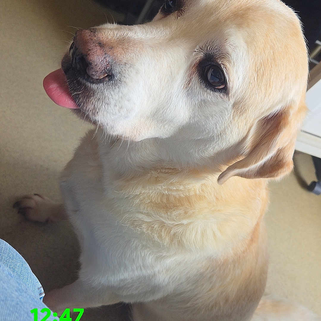 Yellow a rejoint le concours — aidez-le/la à gagner de superbes lots ! dog, canine, pet, portrait, close_up, tongue, licking, side_eye, cream_coat, floppy_ears, brown_nose, indoors, home, floor, person_present, blue_jeans, casual, funny, text_overlay, timestamp
