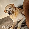 Yellow a rejoint le concours — aidez-le/la à gagner de superbes lots ! dog, golden_retriever, pet, animal, lying_down, sitting, head_tilt, sleepy, adorable, indoors, sofa, blanket, living_room, portrait, close_up, warm_lighting, brown, cream, digital_clock, french_text