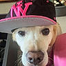 Yellow a rejoint le concours — aidez-le/la à gagner de superbes lots ! dog, pet, portrait, close_up, wearing_hat, baseball_cap, pink, black, cream_colored, brown_eyes, nose, whiskers, fur, indoors, home, bookshelf, toys, toy_bin, sitting, funny