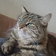 Isis participe au concours pour gagner de l'argent avec cette photo : animal, blanket, cat, closeup, cozy, domestic_cat, ears, feline, fluffy_fur, fur, green_eyes, indoor, mammal, pet, portrait, relaxed, resting, sitting, tabby, whiskers