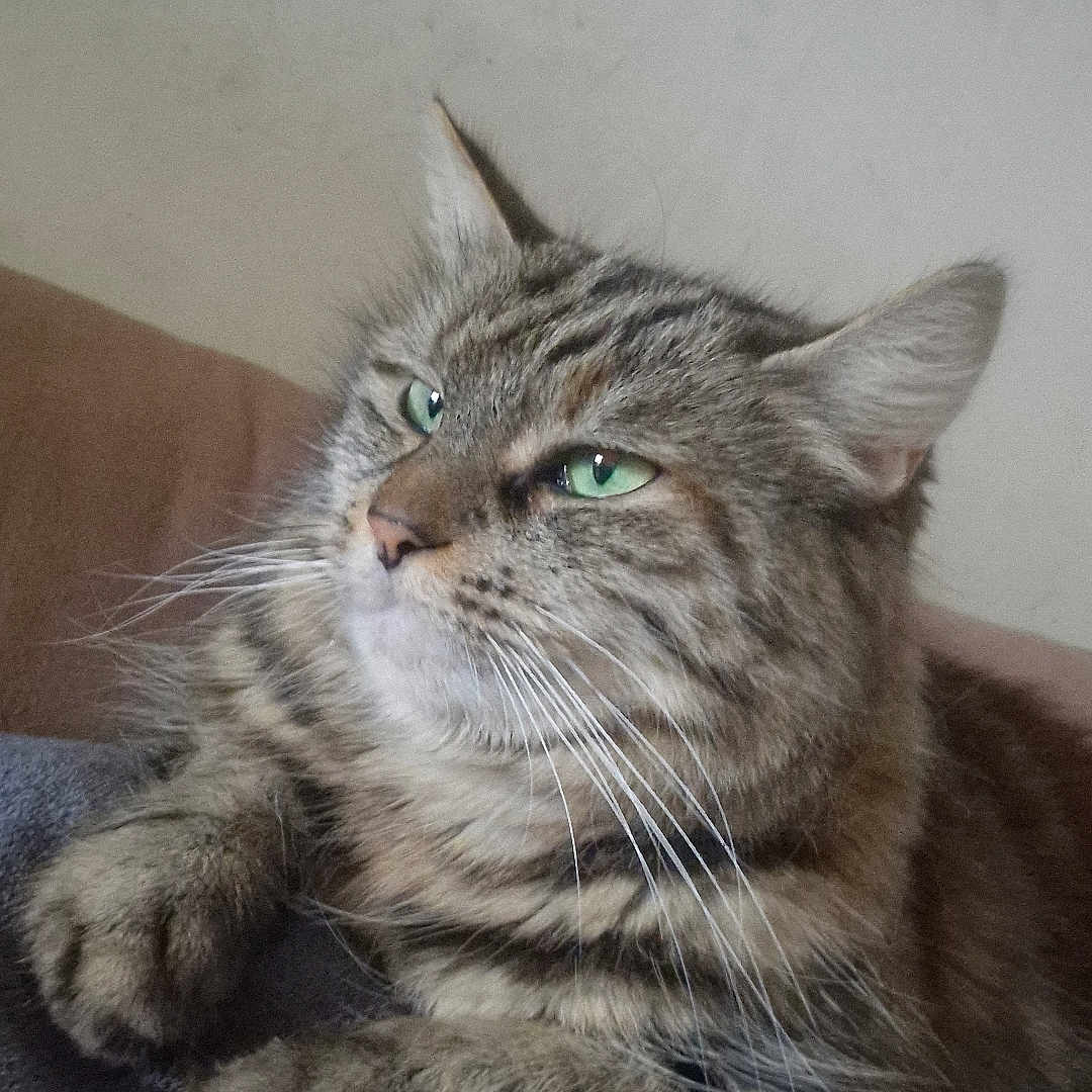 Isis participe au concours pour gagner de l'argent avec cette photo : animal, blanket, cat, closeup, cozy, domestic_cat, ears, feline, fluffy_fur, fur, green_eyes, indoor, mammal, pet, portrait, relaxed, resting, sitting, tabby, whiskers