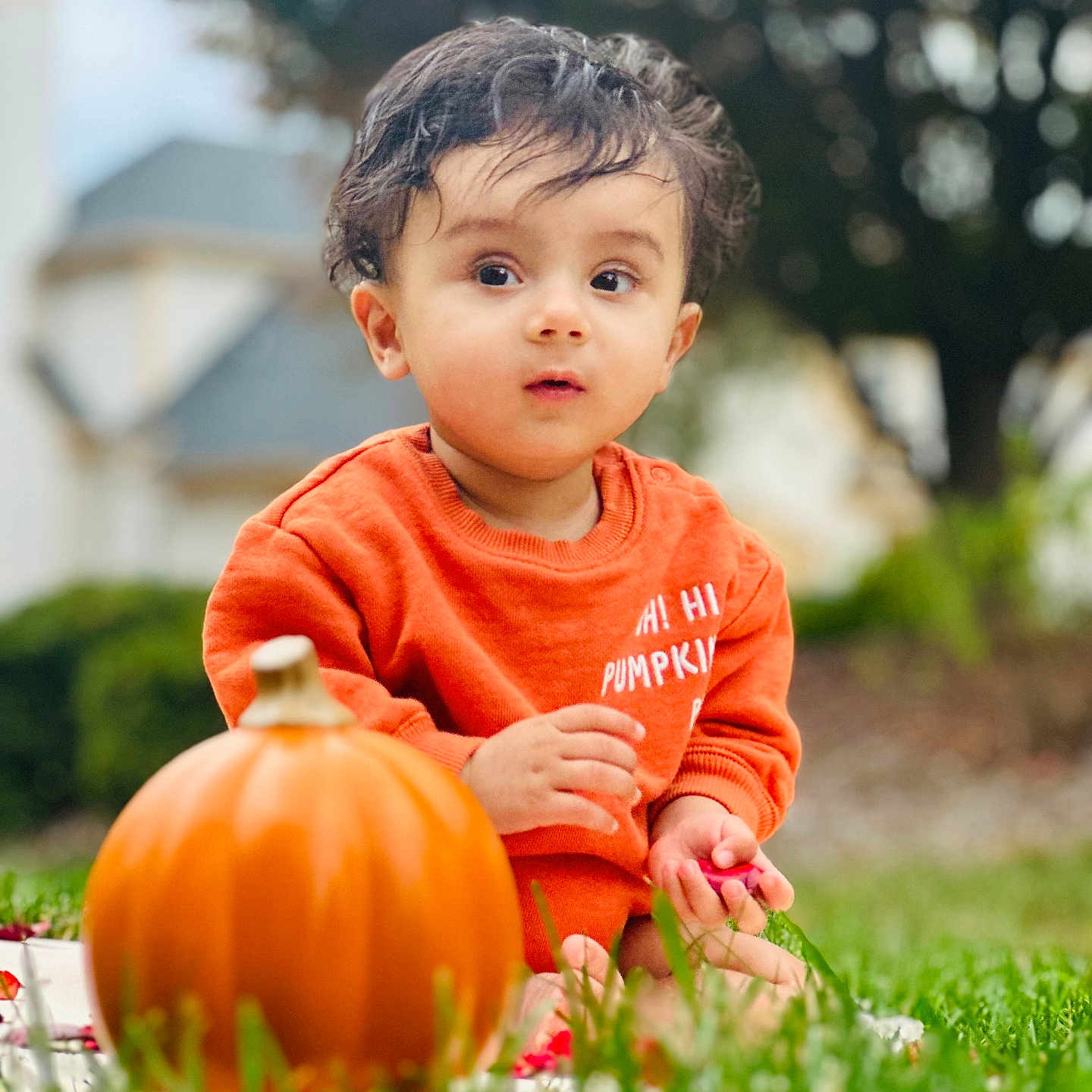 Veer is registered to the contest to win money with this photo: autumn, baby, child, curious, cute, face, fall, garden, grass, greenery, hand, nature, orange_sweater, outdoor, portrait, pumpkin, seasonal, sitting, toddler, young_child