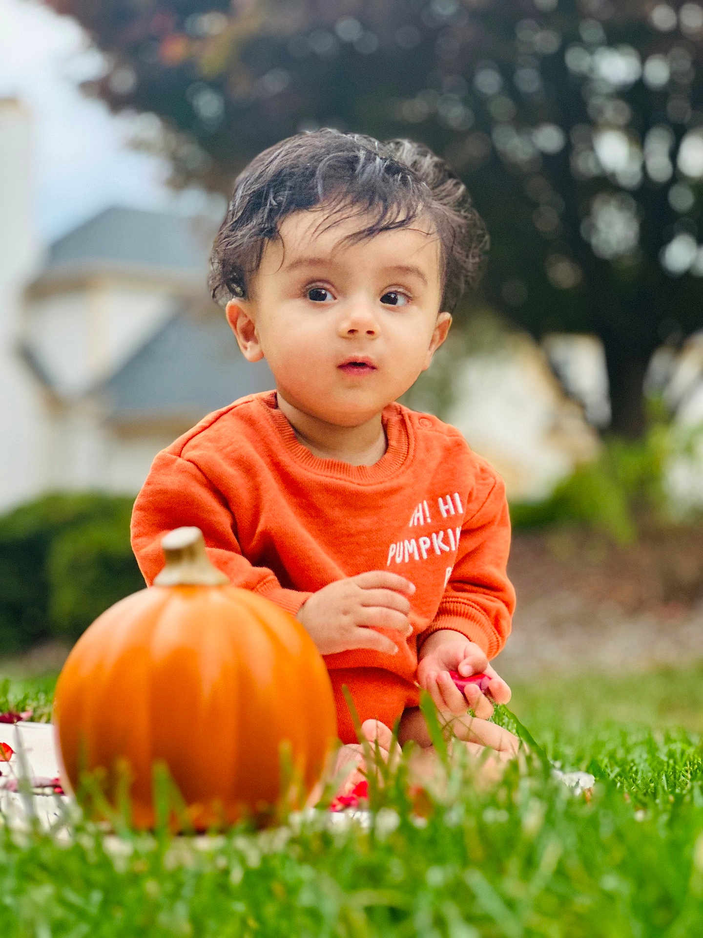 Veer is registered to the contest to win money with this photo: toddler, child, pumpkin, grass, orange_sweater, outdoor, autumn, nature, garden, fall, cute, portrait, baby, seasonal, hand, sitting, greenery, young_child, curious, face