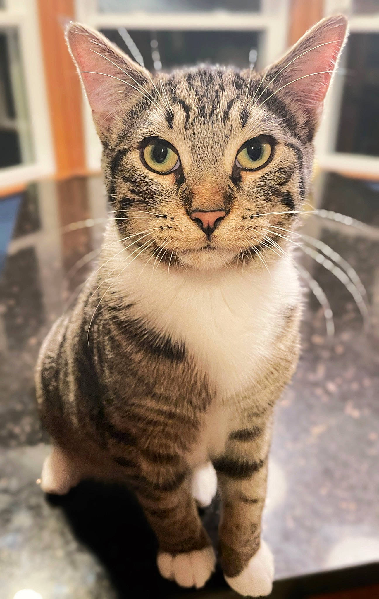 Oliver is registered to the contest to win money with this photo: art, carnivore, cat, claw, domestic_short_haired_cat, door, eye, felidae, fur, head, paw, small_to_medium_sized_cats, snout, terrestrial_animal, whiskers, wildlife, window