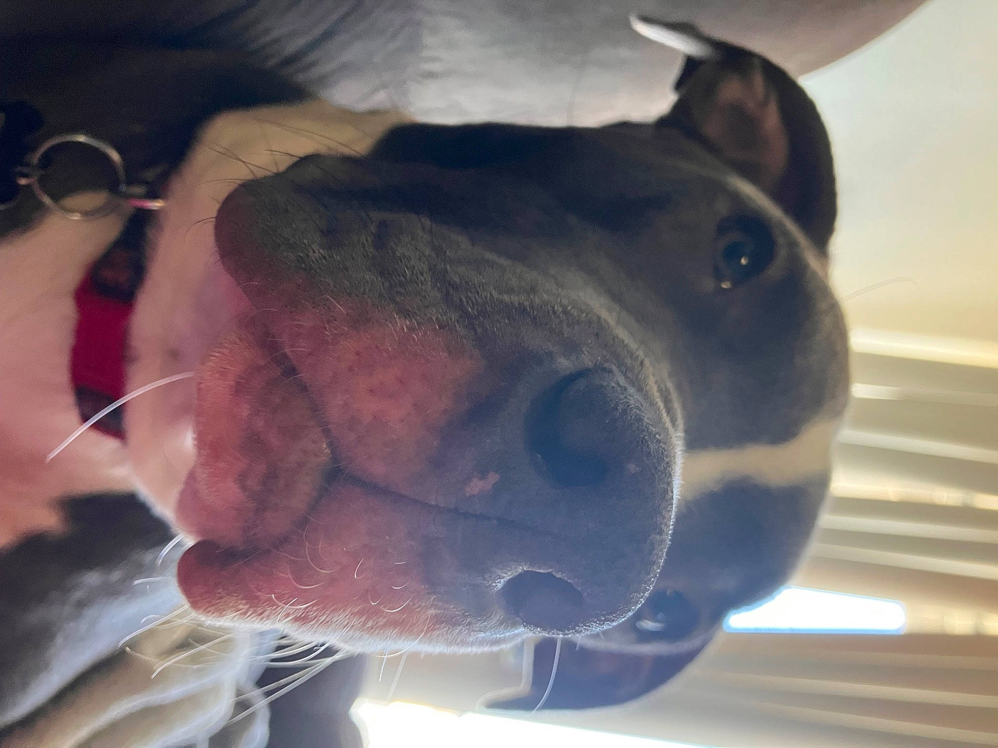 Gumdrop is registered to the contest to win money with this photo: bull_terrier, canidae, carnivore, dog, dog_breed, ear, electric_blue, fawn, gesture, happy, head, jaw, nose, selfie, sky, snout, sporting_group, whiskers, working_animal, wrinkle