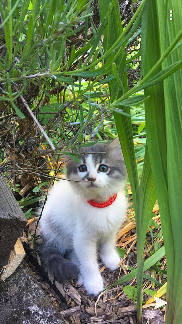 Pompon a rejoint le concours — aidez-le/la à gagner de superbes lots ! aegean_cat, american_wirehair, carnivore, cat, domestic_short_haired_cat, european_shorthair, eye, felidae, grass, kitten, leaf, norwegian_forest_cat, plant, polydactyl_cat, small_to_medium_sized_cats, tail, tree, whiskers