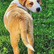 Oliver joined the competition — help win amazing prizes! animal, ball, beagle, canine, dog, field, football, goldenretriever, grass, grassland, hound, labradorretriever, lawn, nature, pet, plant, puppy, soccer, soccerball, sport