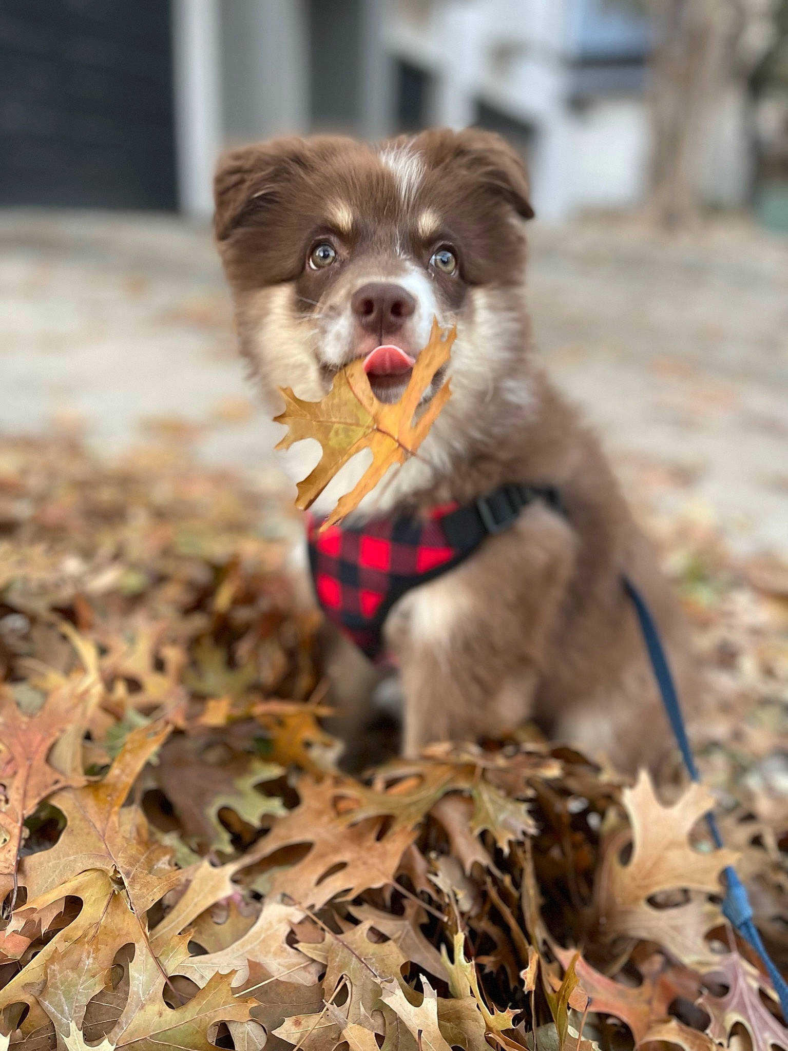 Reese joined the competition — help win amazing prizes! autumn, canidae, carnivore, companion_dog, dog, dog_breed, dog_supply, fawn, grass, leash, pet_supply, snout, soil, sporting_group, tail, terrestrial_animal, twig, whiskers, wood, working_dog