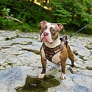 Joker is registered to the contest to win money with this photo: alert, animal, brown_and_white, canine, daytime, dog, ears, forest, greenery, harness, leash, muzzle, nature, outdoor, pet, puddle, rocky_surface, standing, sunlight, walking