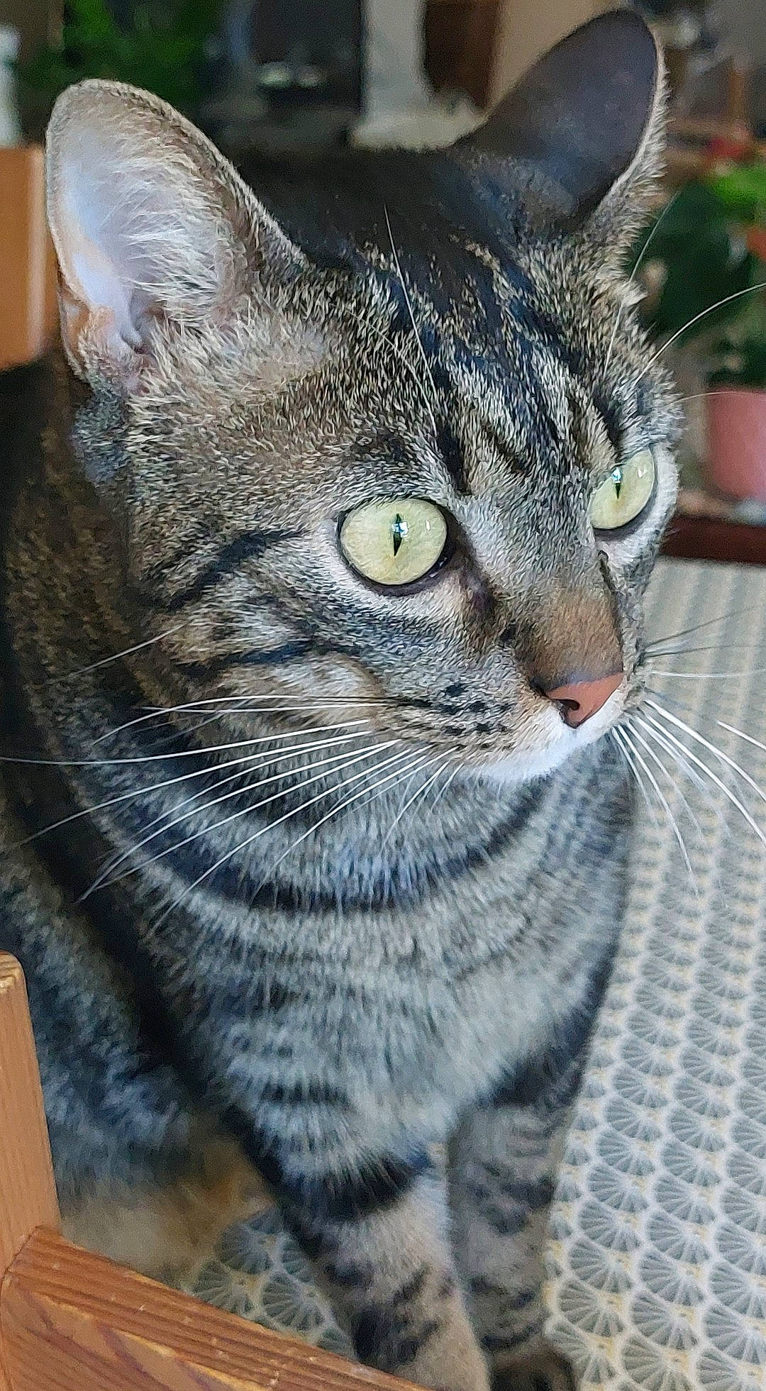 Bibou a rejoint le concours — aidez-le/la à gagner de superbes lots ! carnivore, cat, domestic_short_haired_cat, felidae, flowerpot, fur, grass, grey, houseplant, plant, small_to_medium_sized_cats, snout, terrestrial_animal, whiskers, wildlife