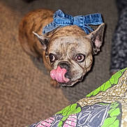 Stoney joined the competition — help win amazing prizes! animal, brindle, brown, carpet, close_up, companion, cute, denim_bow, dog, domestic, ears_up, floor, indoor, licking, looking_up, patterned_fabric, pet, scissors, small_dog, tongue_out