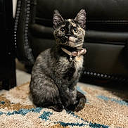 Butters joined the competition — help win amazing prizes! adorable, bell, carpet, cat, collar, couch, domestic_animal, front_paws, fur, home, indoor, kitten, leather_sofa, pet, portrait, rug, sitting, tortoiseshell, whiskers, wide_eyes