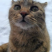 Ugg joined the competition — help win amazing prizes! animal, big_eyes, cat, close_up, curious, cute, face, feline, fur, green_eyes, nose, outdoor, paw, pet, portrait, sitting, snow, tabby, whiskers, winter