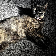 Candy is registered to the contest to win money with this photo: cat, tortoiseshell, feline, pet, animal, resting, carpet, shadow, sunlight, indoor, fur, whiskers, ears, toy, feather, playful, relaxing, closeup, texture, light