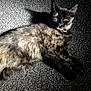 cat, tortoiseshell, feline, pet, animal, resting, carpet, shadow, sunlight, indoor, fur, whiskers, ears, toy, feather, playful, relaxing, closeup, texture, light