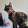 cat, tortoiseshell, pet, feline, collar, pink_collar, sitting, side_view, indoor, blurred_background, domestic_animal, fur, whiskers, alert, portrait, animal, cute, young_cat, close_up, household