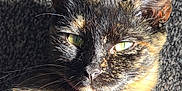 Candy joined the competition — help win amazing prizes! animal, carpet, cat, closeup, collar, domestic, ears, feline, fur, green_eyes, indoor, laying, pet, portrait, relaxed, shadow, sunlight, texture, tortoiseshell, whiskers