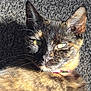 Candy joined the competition — help win amazing prizes! cat, tortoiseshell, feline, pet, animal, fur, green_eyes, collar, sunlight, carpet, texture, closeup, whiskers, ears, relaxed, indoor, portrait, laying, shadow, domestic