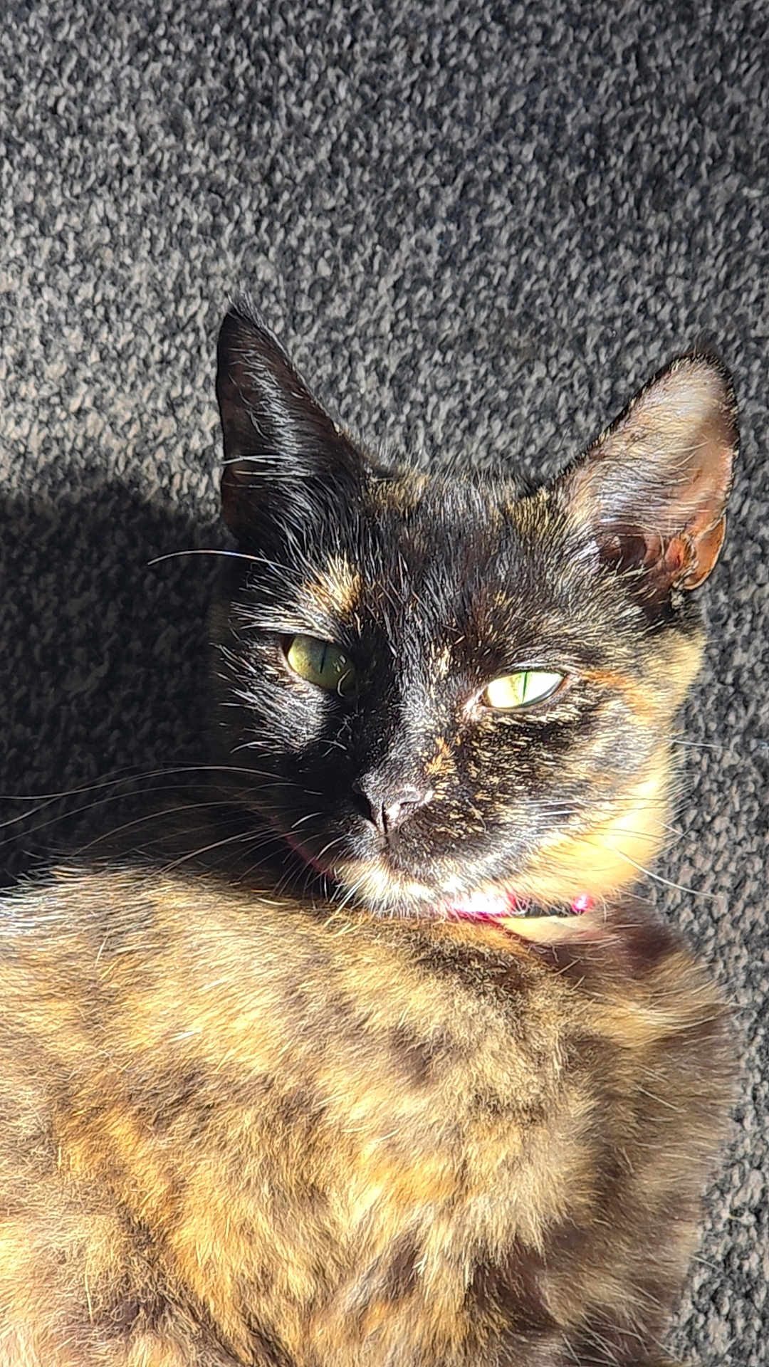Candy joined the competition — help win amazing prizes! cat, tortoiseshell, feline, pet, animal, fur, green_eyes, collar, sunlight, carpet, texture, closeup, whiskers, ears, relaxed, indoor, portrait, laying, shadow, domestic