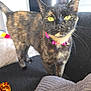 Candy is registered to the contest to win money with this photo: cat, tortoiseshell, pet, indoor, sofa, collar, yellow_eyes, curious, feline, domestic_animal, whiskers, fur, living_room, blanket, toy, couch, closeup, home, bright, alert