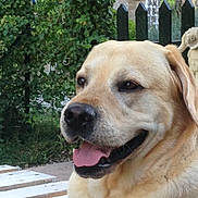 Idem a rejoint le concours — aidez-le/la à gagner de superbes lots ! dog, labrador, tongue_out, bench, wooden_bench, garden, greenery, statue, stone_statue, outdoor, pet, animal, happy, canine, nature, daylight, fence, smiling, close_up, mammal