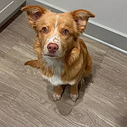 Stella is registered to the contest to win money with this photo: brown_eyes, canine, cute, dog, door, floor, floppy_ears, fur, ginger_fur, home, indoors, looking_at_camera, pet, pink_nose, portrait, puppy, sitting, wall, white_chest, wood_floor
