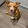 dog, puppy, ginger_fur, white_chest, sitting, indoors, wood_floor, home, portrait, pet, canine, floppy_ears, brown_eyes, pink_nose, looking_at_camera, cute, fur, floor, wall, door