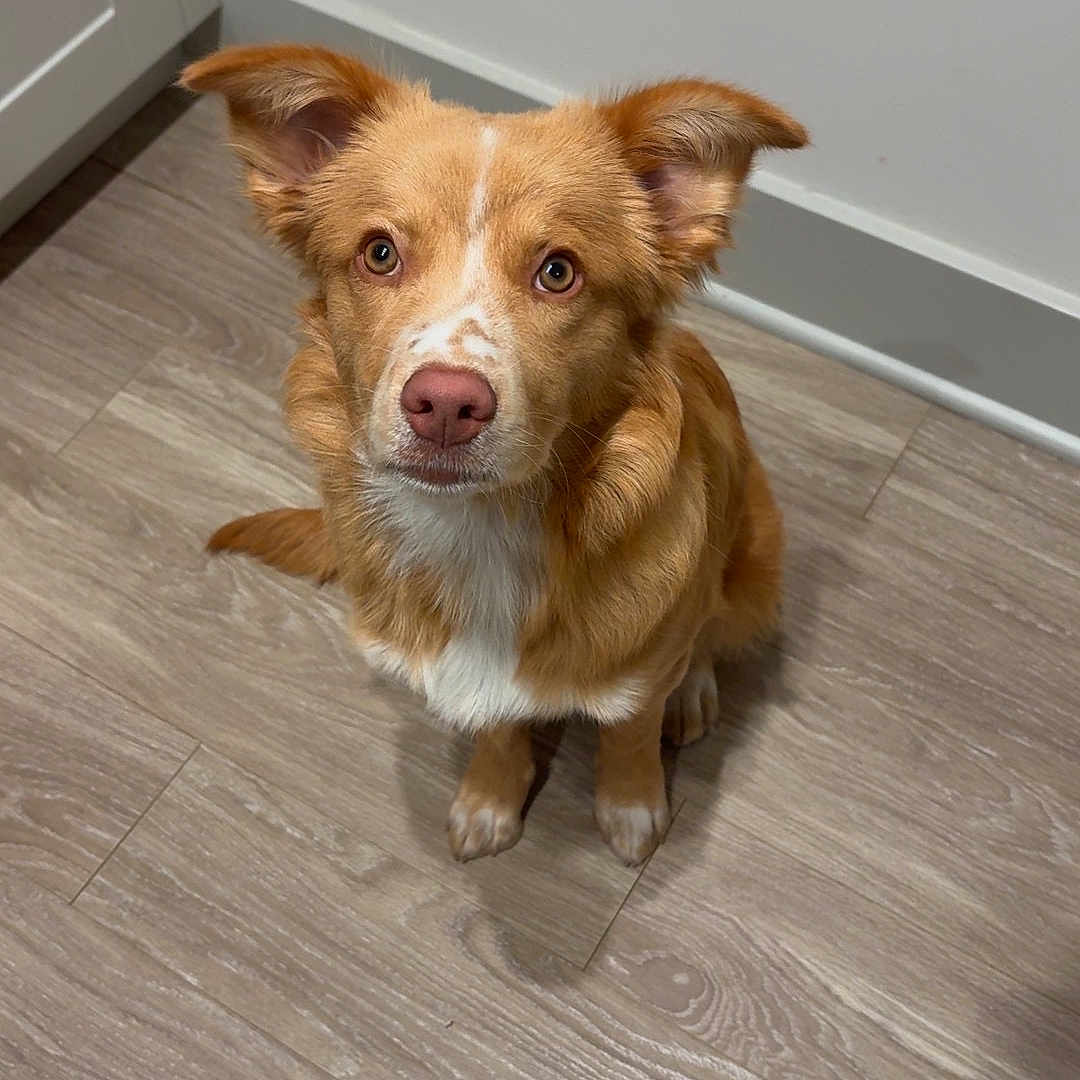 Stella is registered to the contest to win money with this photo: brown_eyes, canine, cute, dog, door, floor, floppy_ears, fur, ginger_fur, home, indoors, looking_at_camera, pet, pink_nose, portrait, puppy, sitting, wall, white_chest, wood_floor