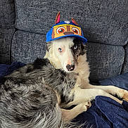Saïko a rejoint le concours — aidez-le/la à gagner de superbes lots ! animal, black_and_white_fur, blanket, blue, blue_eyes, canine, cap, cartoon_hat, couch, cute, dog, domestic_animal, ears, face, fur, indoor, lying_down, nose, pet, relaxed
