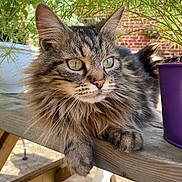 Paillette a rejoint le concours — aidez-le/la à gagner de superbes lots ! animal, cat, close_up, feline, flower_pot, fluffy, fur, garden, green_eyes, nature, outdoor, pet, plant, purple_pot, relaxed, resting, sunlight, tabby, whiskers, wooden_bench
