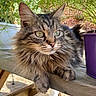 animal, cat, close_up, feline, flower_pot, fluffy, fur, garden, green_eyes, nature, outdoor, pet, plant, purple_pot, relaxed, resting, sunlight, tabby, whiskers, wooden_bench
