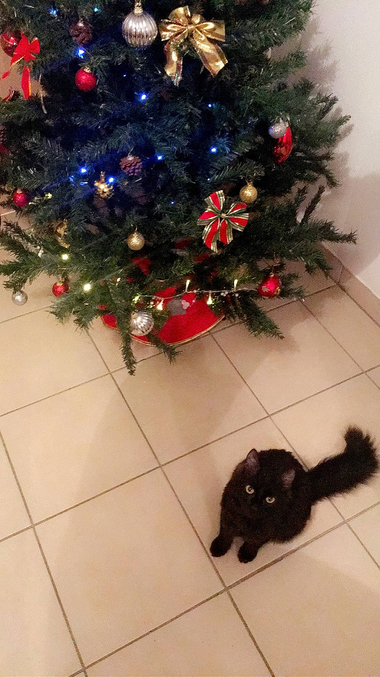 Mog a rejoint le concours — aidez-le/la à gagner de superbes lots ! cat, christmas, christmas_decoration, christmas_eve, christmas_ornament, christmas_tree, conifer, event, felidae, fir, holiday, holiday_ornament, interior_design, ornament, pine_family, plant, small_to_medium_sized_cats, sporting_group, spruce, tree