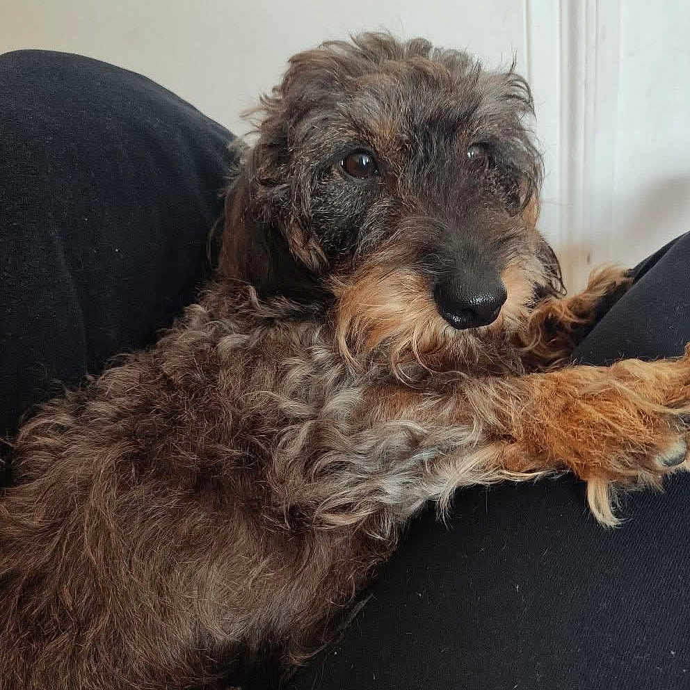 Soïzic participe au concours pour gagner de l'argent avec cette photo : animal, black_nose, brown_fur, canine, close_up, companion, cozy, curly_fur, cute, dog, domestic_animal, fur_texture, indoor, lap, mammal, pet, relaxed, resting, snout, whiskers